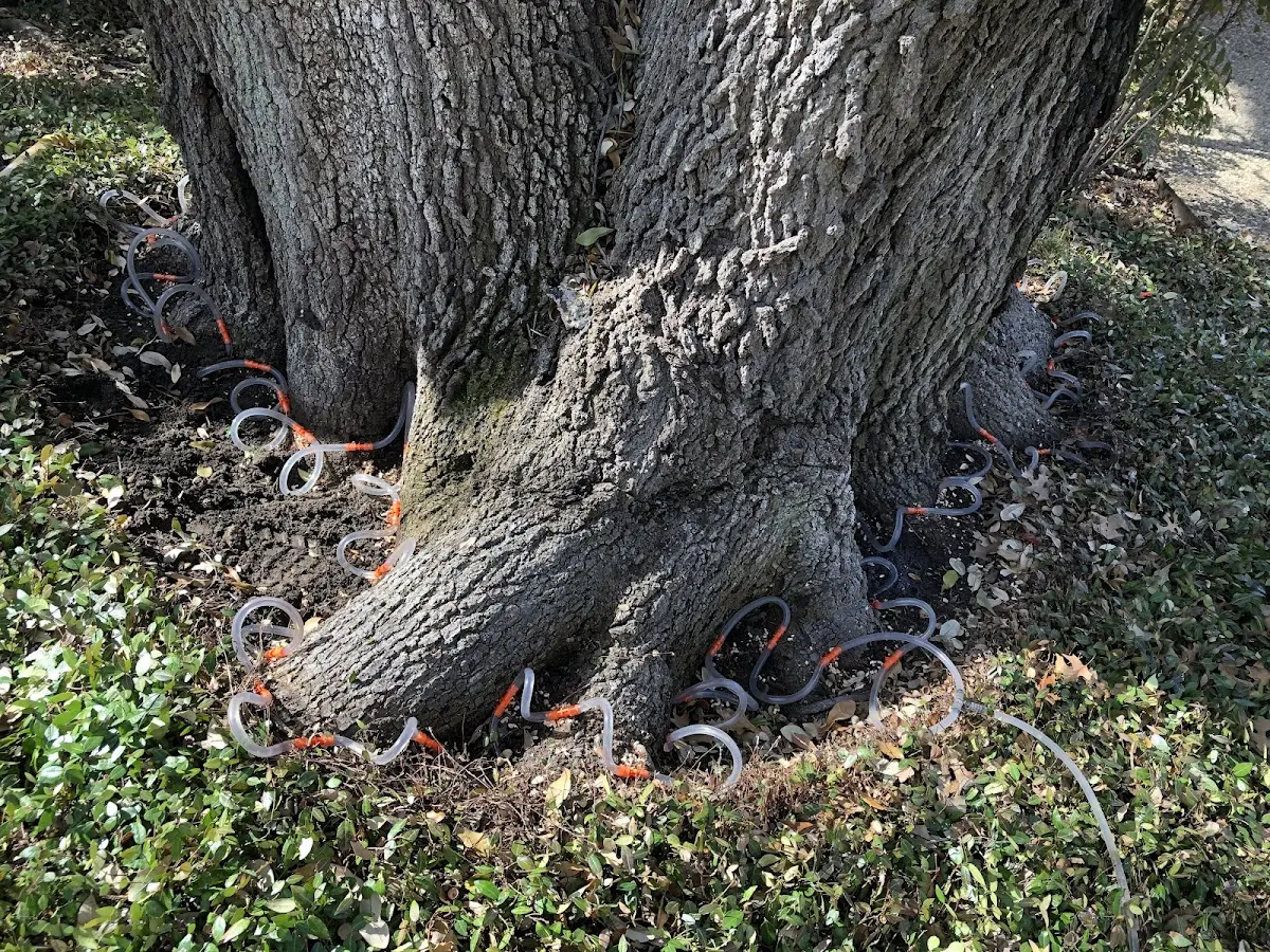 Detailed Tree Cabling and Bracing job site in Hillburn