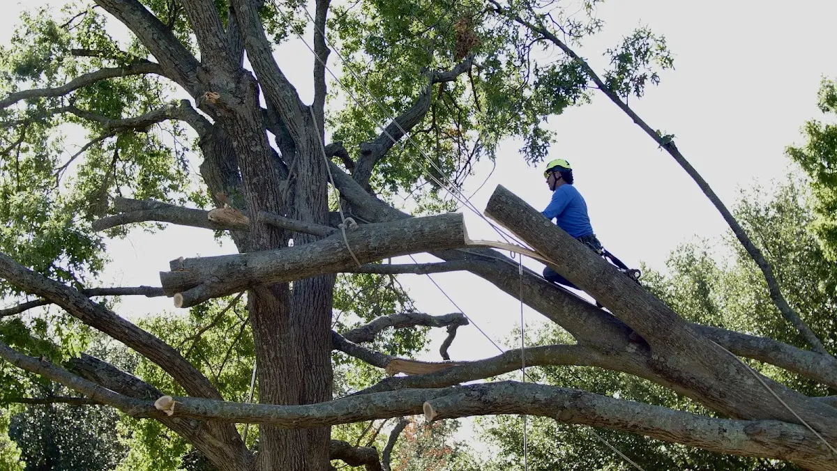 Professional Crown Thinning performed by certified arborists in Hillburn
