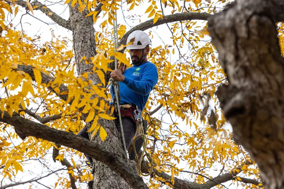 Skilled Tree Planing crew working in Hillburn